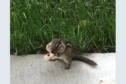 15058 W 147th Street, Homer Glen, IL 60491 - Photo 55