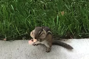 15058 W 147th St, Homer Glen, IL 60491 - Photo 55