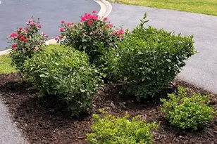 21889 W Talia Ln, Deer Park, IL 60010 - Photo 35