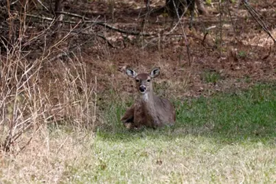 305 Campers Lane, Creal Springs, IL 62922 - Photo 9