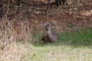 305 Campers Ln, Creal Springs, IL 62922 - Photo 9