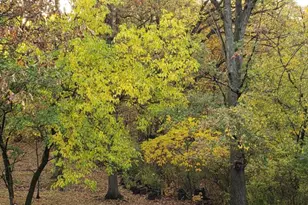 9215 S 83rd Ave, Hickory Hills, IL 60457 - Photo 25