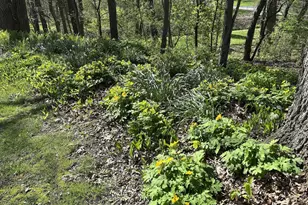 804 Timber Trail Dr, Dixon, IL 61021 - Photo 43
