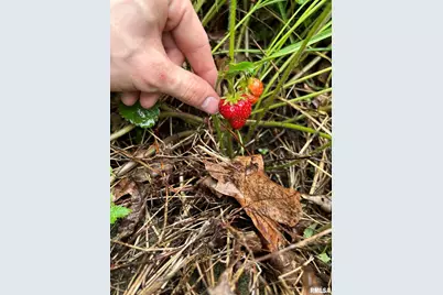 315 W Furlong Street, Carrier Mills, IL 62917 - Photo 37