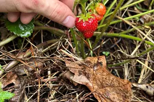 315 W Furlong St, Carrier Mills, IL 62917 - Photo 37