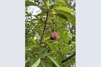 315 W Furlong Street, Carrier Mills, IL 62917 - Photo 39