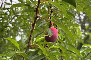 315 W Furlong St, Carrier Mills, IL 62917 - Photo 39