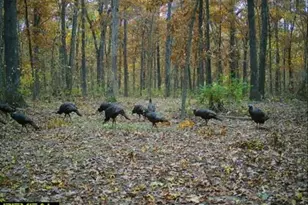 7544 Geranium Rd, Rockdale, IL 62268 - Photo 29