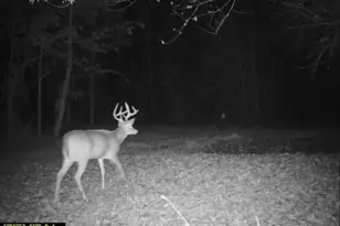 7544 Geranium Rd, Rockdale, IL 62268 - Photo 31