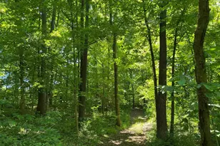 1640 Pleasant Ridge Rd, Vienna, IL 62995 - Photo 33