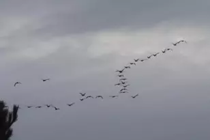 1640 Pleasant Ridge Rd, Vienna, IL 62995 - Photo 77