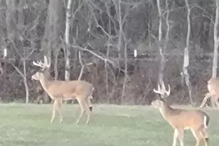 1640 Pleasant Ridge Rd, Vienna, IL 62995 - Photo 75