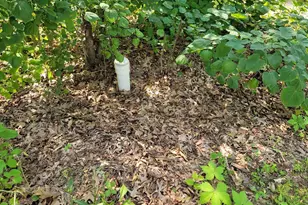 7324 State Route 161, Iuka, IL 62849 - Photo 57