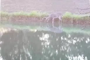 4490 Brushy Creek Church Rd, Galatia, IL 62935 - Photo 57