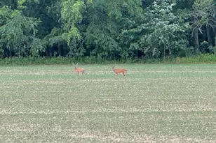 878 Co Rd 600N, Sims, IL 62886 - Photo 77