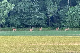 878 Co Rd 600N, Sims, IL 62886 - Photo 5