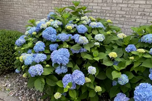 8 Dogwood Pl, Harrisburg, IL 62946 - Photo 9