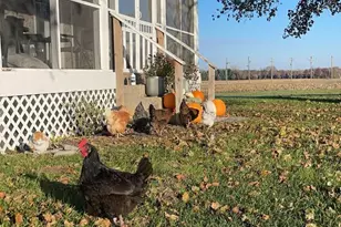 16379 N Sand Rd, Fulton, IL 61252 - Photo 27