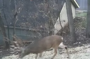 2019 11th St Pl, East Moline, IL 61244 - Photo 47