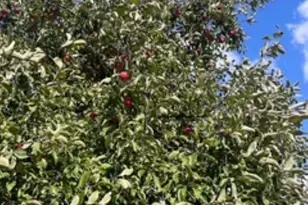 7957 Bethel Rd, Arpin, WI 54410 - Photo 55