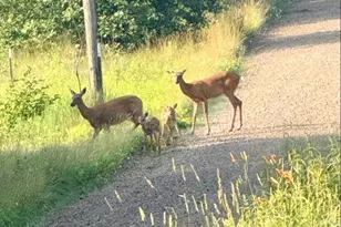 82136 Cth F, Butternut, WI 54514 - Photo 31