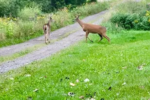 82136 Cth F, Butternut, WI 54514 - Photo 5