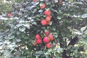 132 Reuter Ave, , WI 54868 - Photo 27