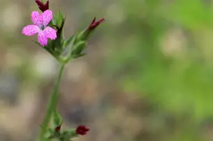 N10660 Tower Rd, Phillips, WI 54555 - Photo 47