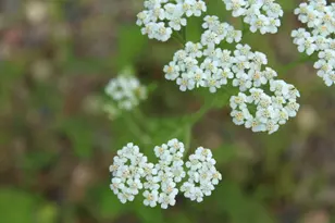 N10660 Tower Rd, Phillips, WI 54555 - Photo 45