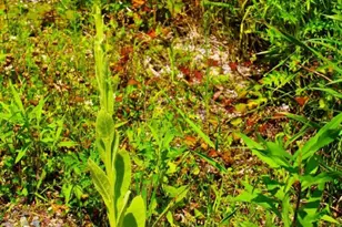 N10660 Tower Rd, Phillips, WI 54555 - Photo 39