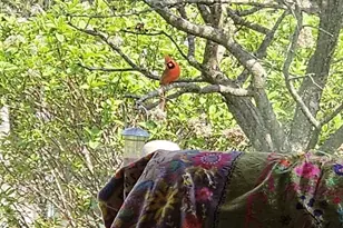 703 Greenbriar Ave, , WI 54481 - Photo 49