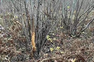 55260 Hwy 63, Grand View, WI 54839 - Photo 57