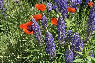 87985 Bark Point Rd, Herbster, WI 54844 - Photo 41