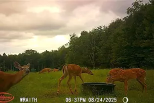 W6674 Poertner Rd, Neillsville, WI 54456 - Photo 51