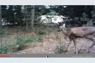 5 Acres 630th Street, Colfax, WI 54730 - Photo 7