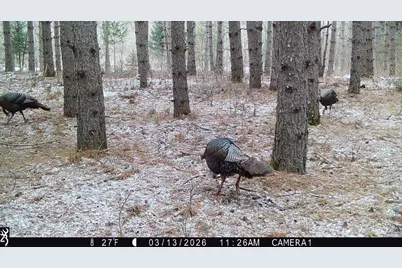 5 Acres 630th Street, Colfax, WI 54730 - Photo 27