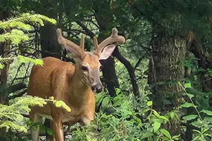 909 Thistle Ln, Eau Claire, WI 54703 - Photo 57