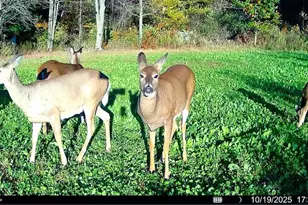 N7324 S Sechlerville Rd, Hixton, WI 54635 - Photo 37