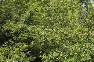 N9960 Meadowlark Ln, Crivitz, WI 54114 - Photo 41