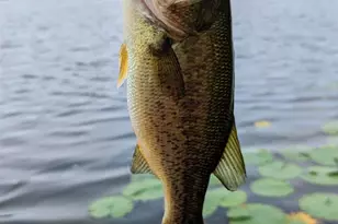 N5978 W Alaska Lake Rd, Algoma, WI 54201 - Photo 41