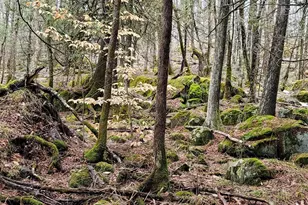 14980 Loon Rapids Rd, Mountain, WI 54149 - Photo 37