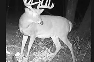 E853 Bestul Rd, Scandinavia, WI 54977 - Photo 13