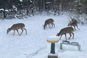 N13403 US Hwy 141, Wausaukee, WI 54177 - Photo 41