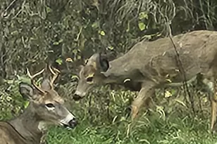 245 Summit St, Iola, WI 54945 - Photo 17