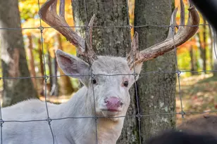 10014 Tank Ln, Brazeau, WI 54161 - Photo 55