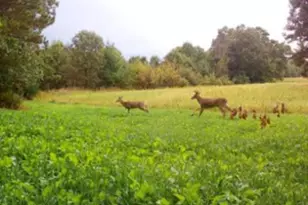 W5825 County Rd Z, Westfield, WI 53964 - Photo 65