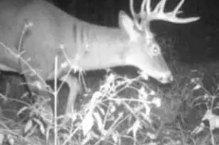 W17810 W Eland Rd, Wittenberg, WI 54499 - Photo 57