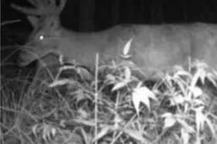 W17810 W Eland Rd, Wittenberg, WI 54499 - Photo 35