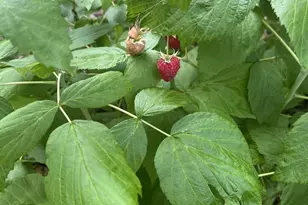 205 Alpine Dr, Shawano, WI 54166 - Photo 41