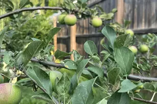 517 S Locust St, Appleton, WI 54914 - Photo 41